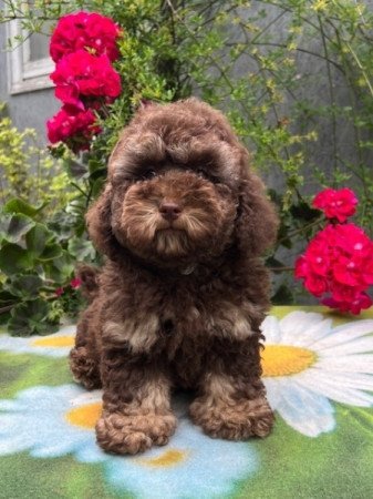 Máltai selyemkutya x toy uszkár