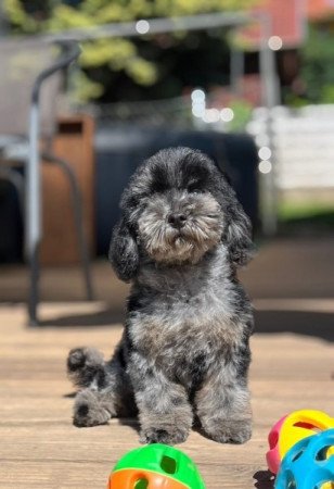 Máltai selyemkutya x toy uszkár