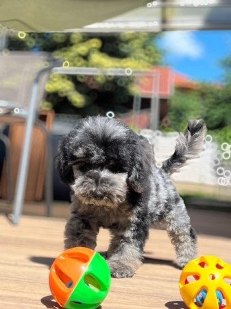 Máltai selyemkutya x toy uszkár