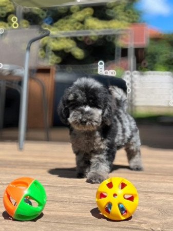 Máltai selyemkutya x toy uszkár