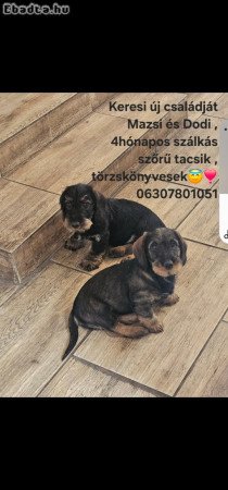 Szálkás szőrű tacskó