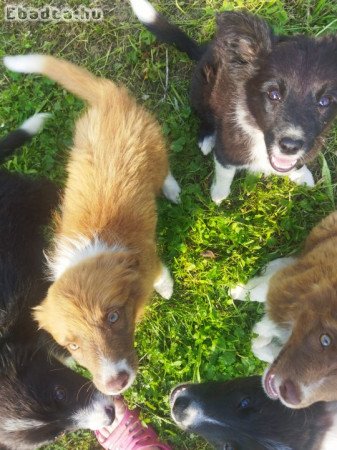 Border collie kiskutyák eladók