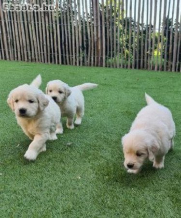 Gyönyörű Golden Retriever kölykök