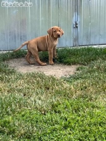 Magyar vizsla kölyök