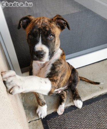 Amerikai stafordshire terrier kutya