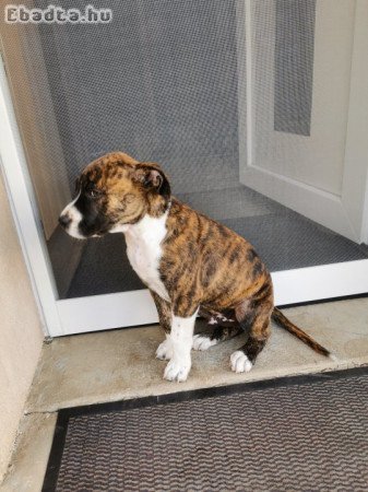Amerikai stafordshire terrier kutya