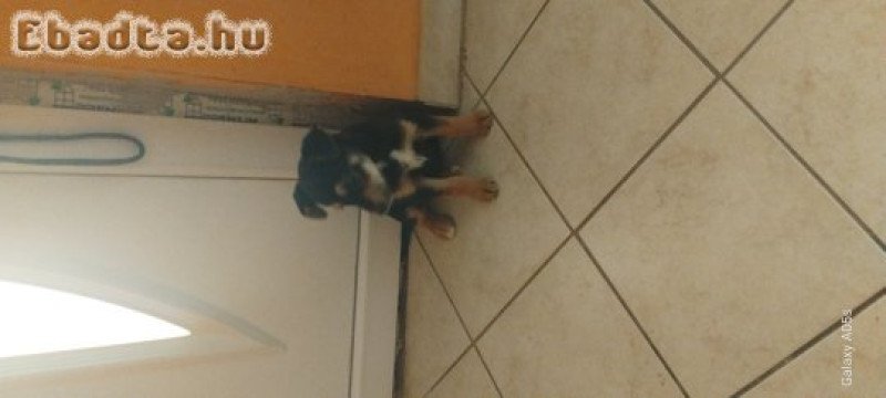 Ingyen elvihető kis kutya