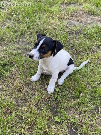 Jack russel terrier kiskutya