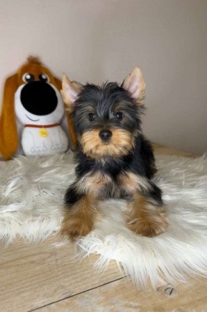 Yorkshire terrier