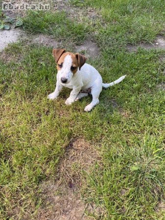 Jack russel terrier kiskutya