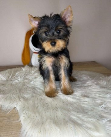 Yorkshire terrier