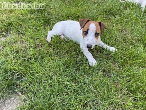 Jack russel terrier kiskutya