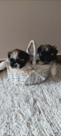 Shih -tzu