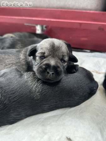 Só-bors közép schnauzer kiskutyák költöznének