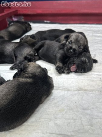 Só-bors közép schnauzer kiskutyák költöznének