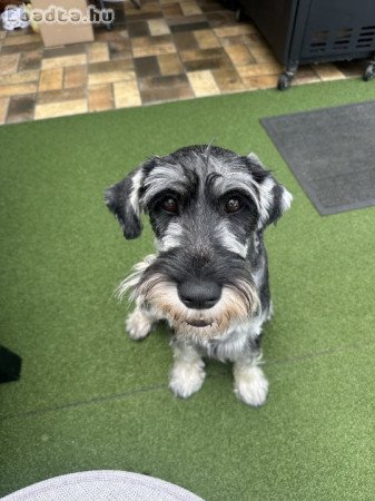 Só-bors közép schnauzer kiskutyák költöznének