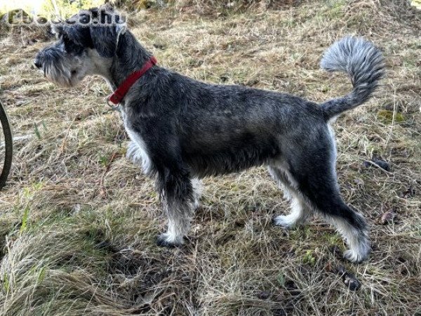 Só-bors közép schnauzer kiskutyák költöznének