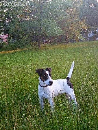 Fél éves kan simaszőrű foxterrier kutyus eladó