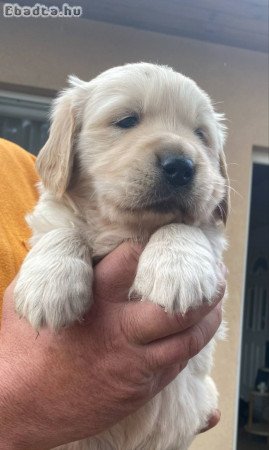 Golden retriever kölyök