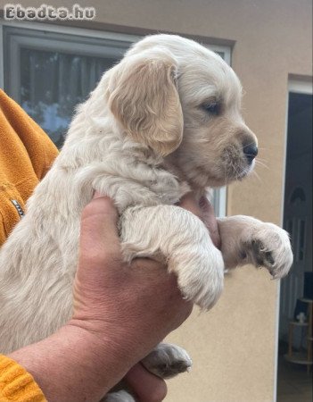 Golden retriever kölyök