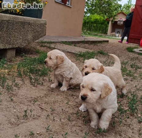 Golden retriever kölyök