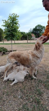 Golden retriever kölyök