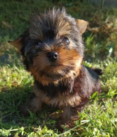 Yorkshire terrier