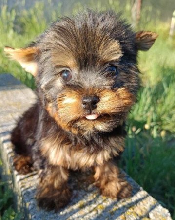 Yorkshire terrier