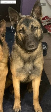 Belga juhász Malinois