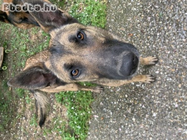 Belga juhász Malinois