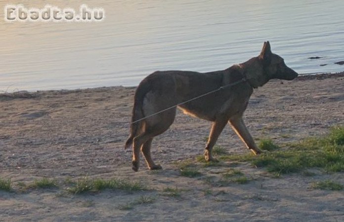 Belga juhász Malinois
