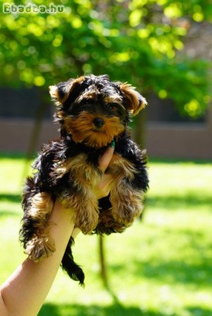 Yorkshire terrier