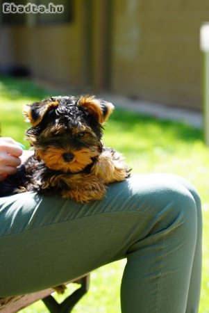 Yorkshire terrier