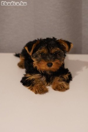 Yorkshire terrier