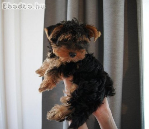 Yorkshire terrier