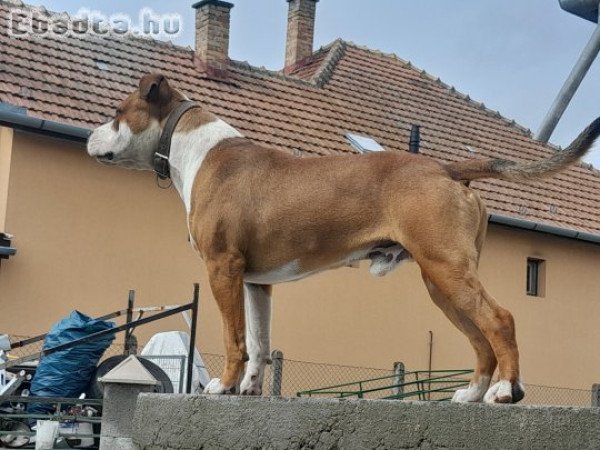 Amerikai Staffordshire Terrier fedezést vállal.