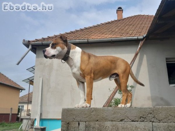 Amerikai Staffordshire Terrier fedezést vállal.