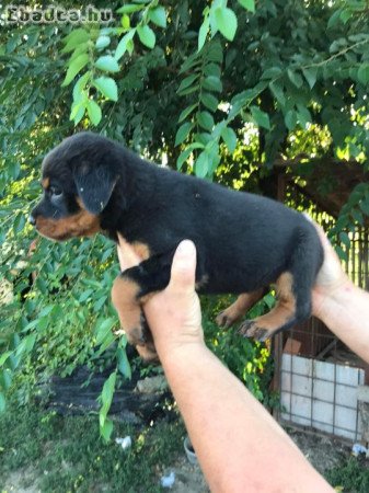 Eladó fajta tiszta Rottweiler szuka 10 hetes