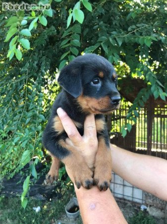 Eladó fajta tiszta Rottweiler szuka 10 hetes