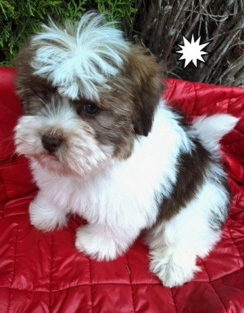 Bichon havanese