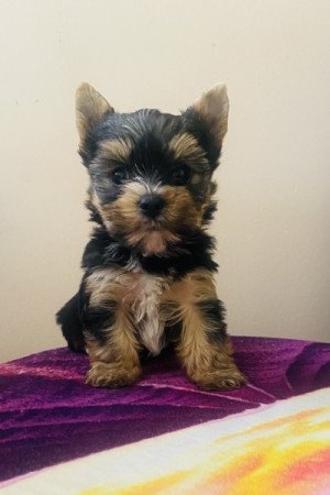 Yorkshire terrier