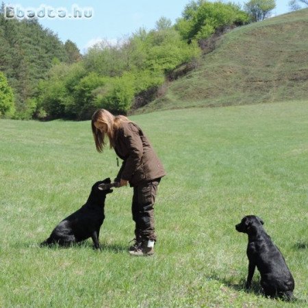 Labrador retriever kölyökkutyák gazdit keresnek