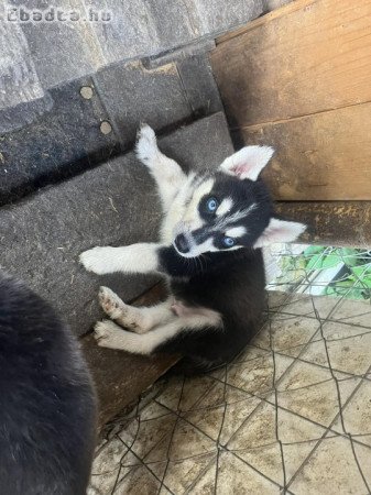 Kölyök Husky