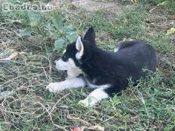 Kölyök Husky