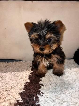 Yorkshire Terrier