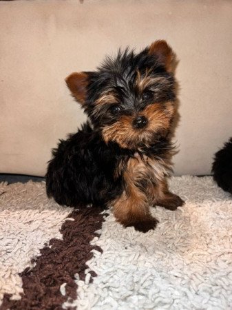 Yorkshire Terrier