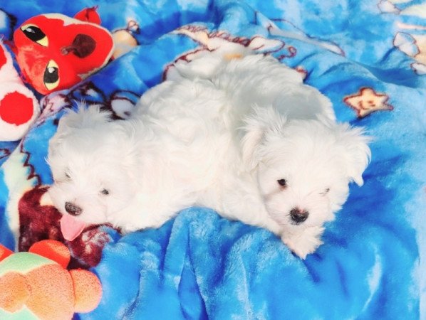 Bichon Havanese