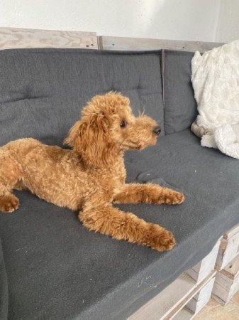 Törpe Apricot Uszkár