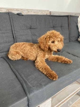 Törpe Apricot Uszkár