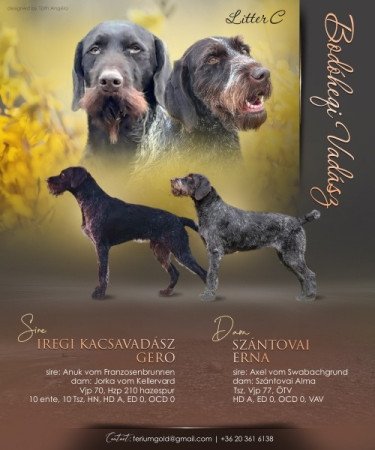 Drótszőrű német vizsla